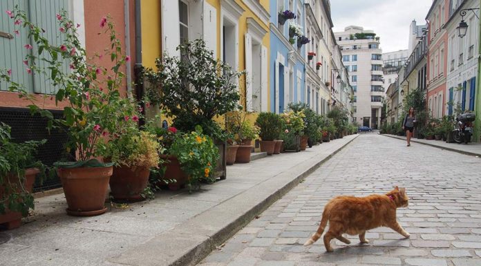 Rue Cremieux is one of the prettiest streets in Paris, thanks to its pastel-colored townhouses and cobblestones.