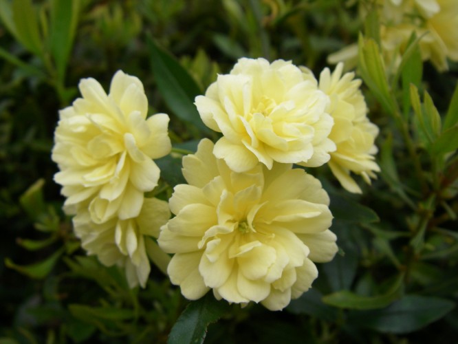 Lady Banks Rose in one of the most invasive plants