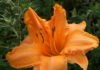 The daylily is one of the most invasive plants