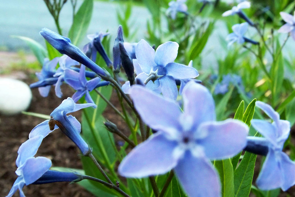 Amsonia light blue flowers are stunning along a walkway.