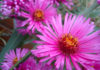 Asters flowers come in many shades and they're easy to grow from seed.