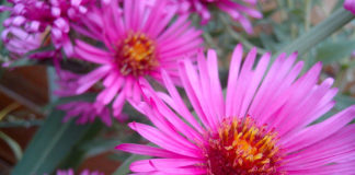 Asters flowers come in many shades and they're easy to grow from seed.