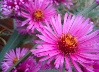 Asters flowers come in many shades and they're easy to grow from seed.