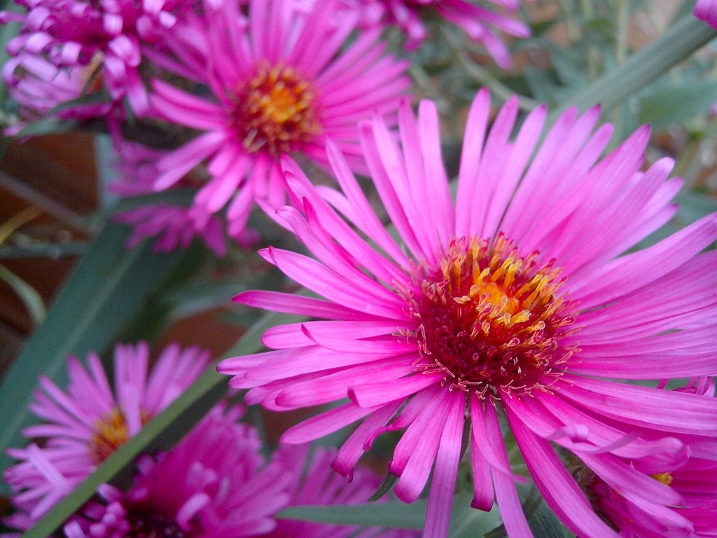 Asters flowers come in many shades and they're easy to grow from seed.