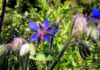 Borage blue flowers