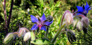 Borage blue flowers