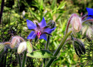 Borage blue flowers