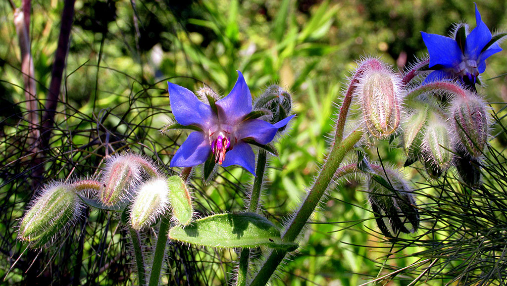 Borage blue flowers