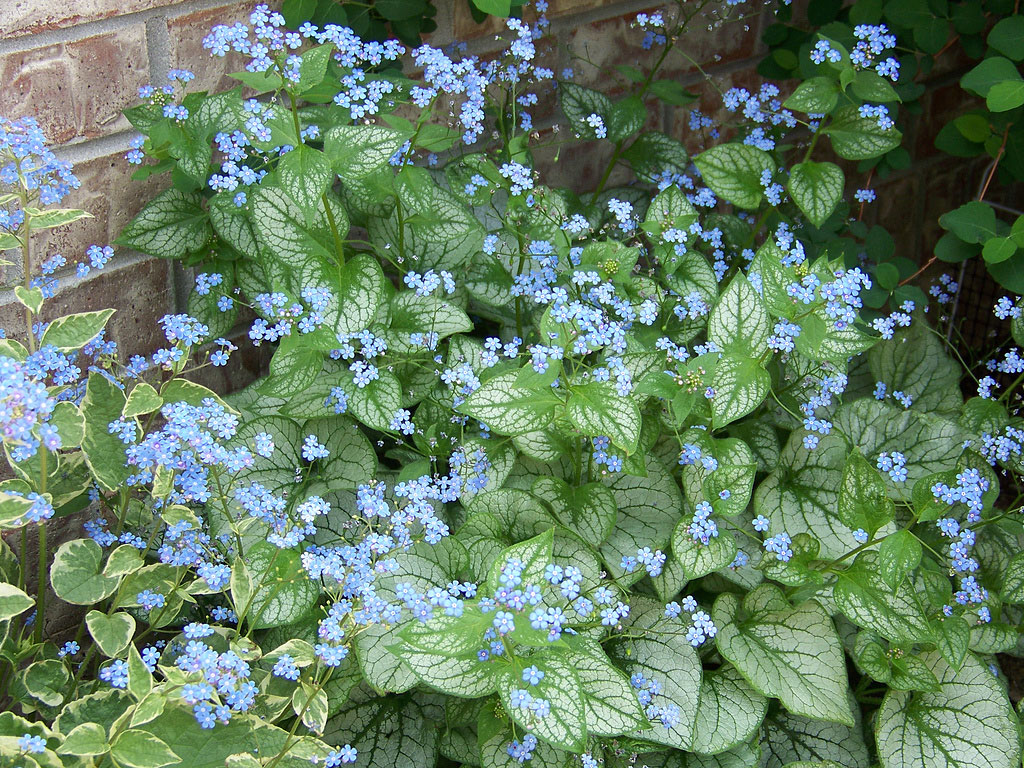 Brunnera Jack Frost flowers