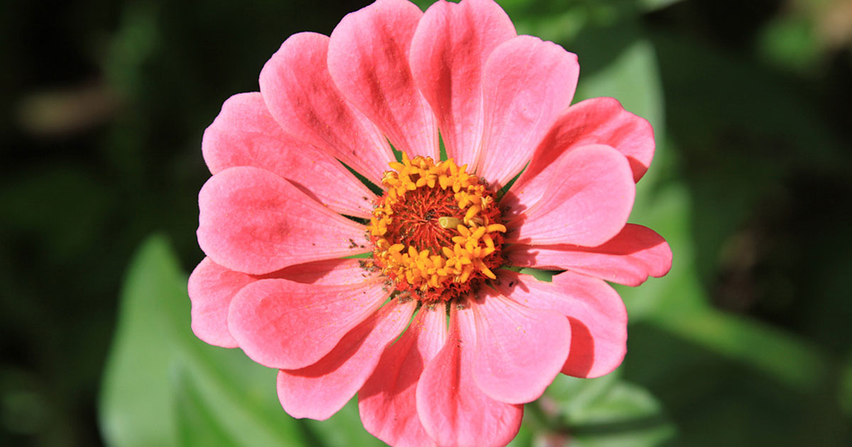 Zinnias one of my favorite easy annual flowers for blooms all summer lng.