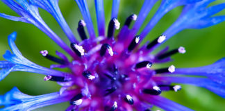 Cornflowers are one of the prettiest annuals in the garden. They attract songbirds and beneficial insects, and are easy to grow.