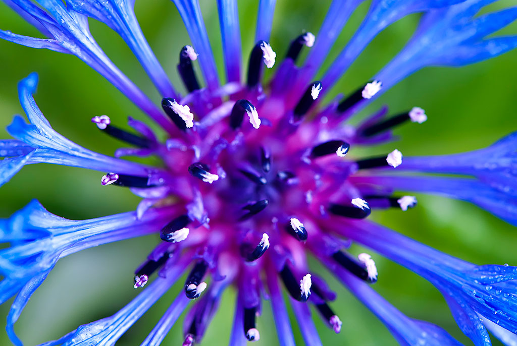 Growing Cornflowers, or Bachelor Buttons, in Your Garden - Travis