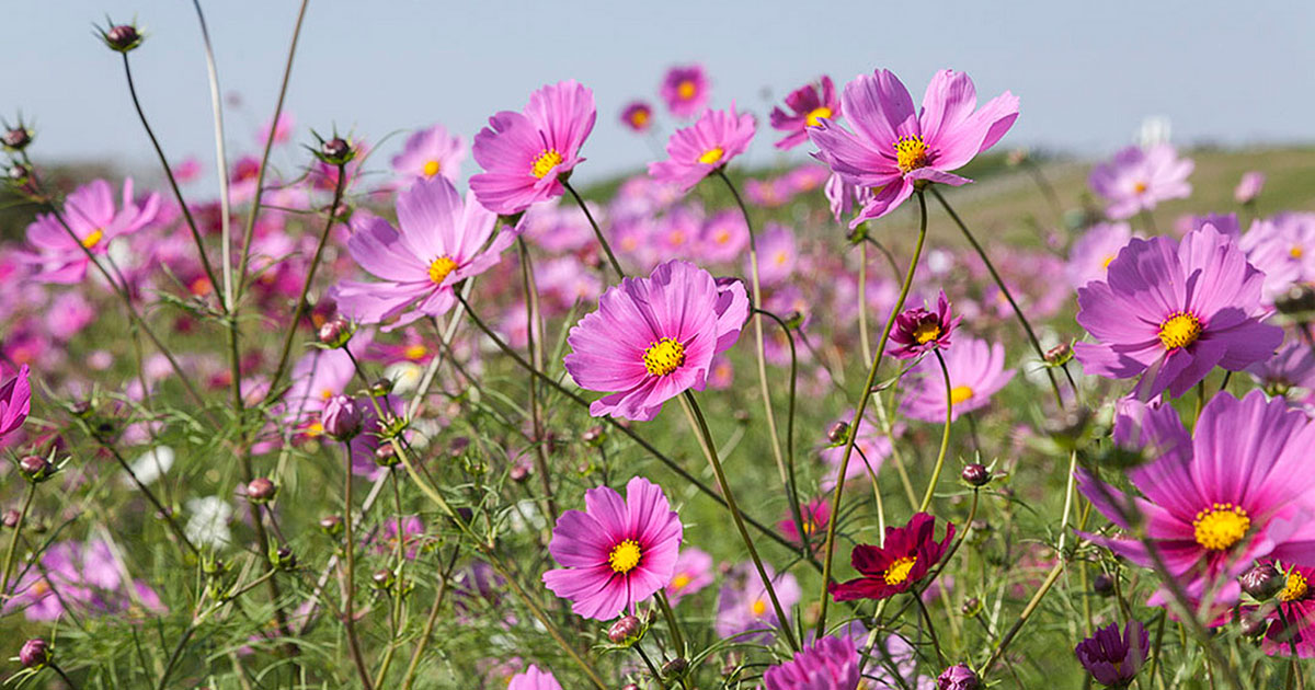 Cosmos are one of the easy annual flowers to grow in the city.