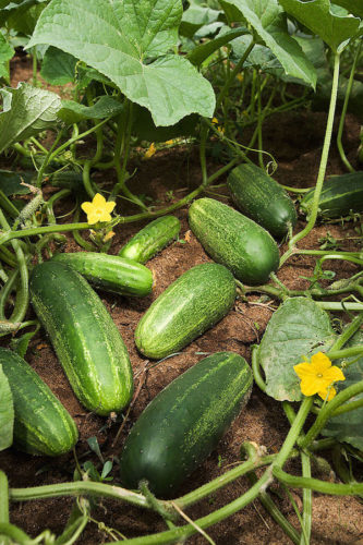 Cucumbers are one of the easy vegetables to grow