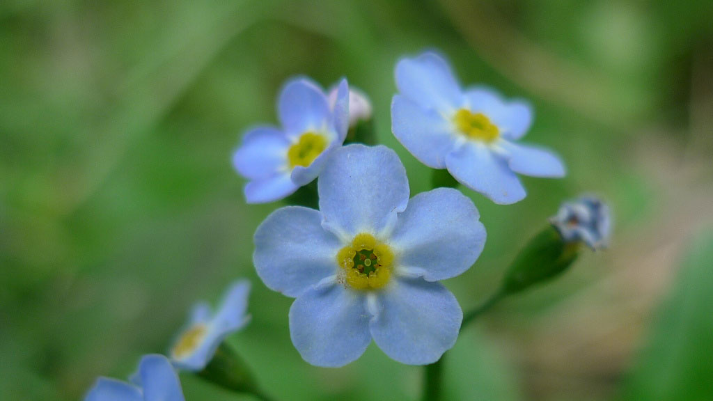 Forget Me Not blue flowers.