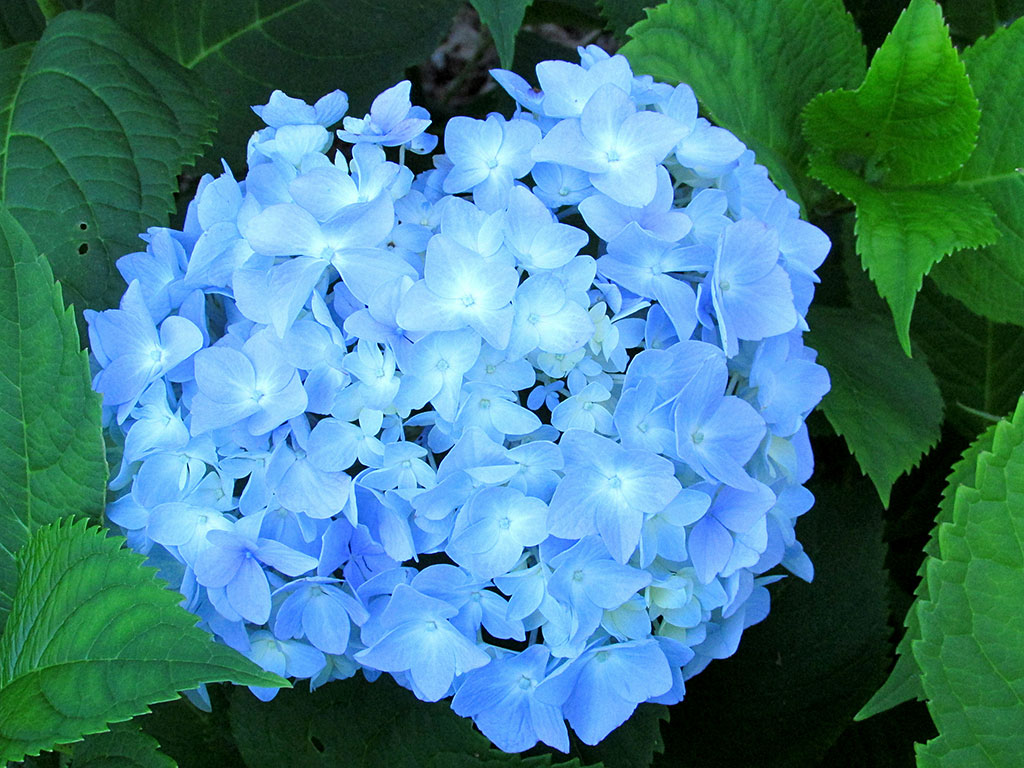 The light blue flowers of the hydrangea plant are great for cuttings.