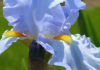 Iris Sun and Sky Blue