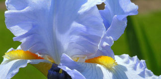 Iris Sun and Sky Blue