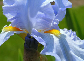 Iris Sun and Sky Blue