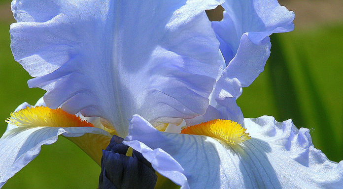 Iris Sun and Sky Blue