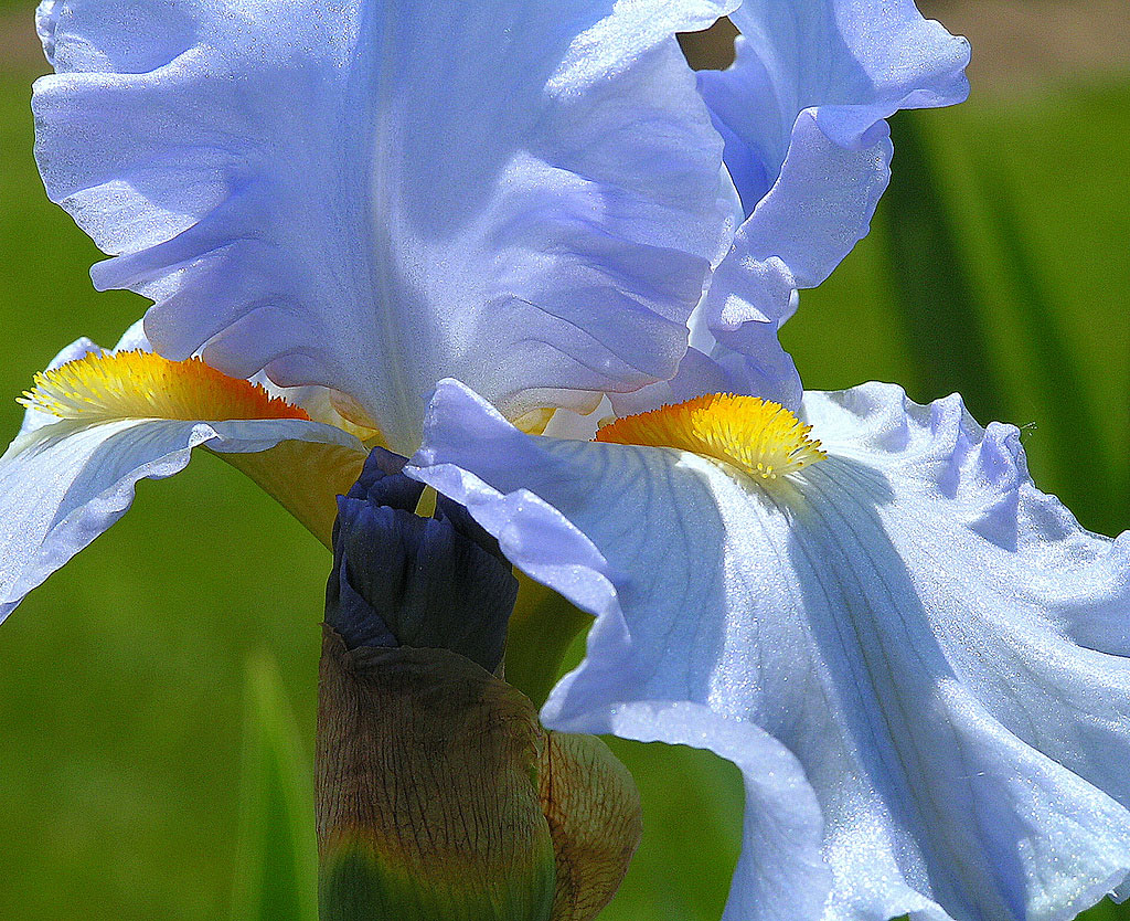 Iris Sun and Sky Blue