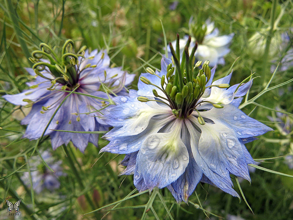 Love in a Mist flowers