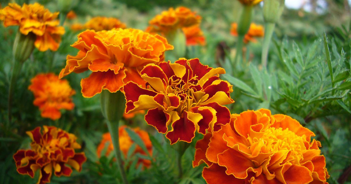 Marigolds are among the easiest annuals to grow and can help repel critters in your vegetable garden.