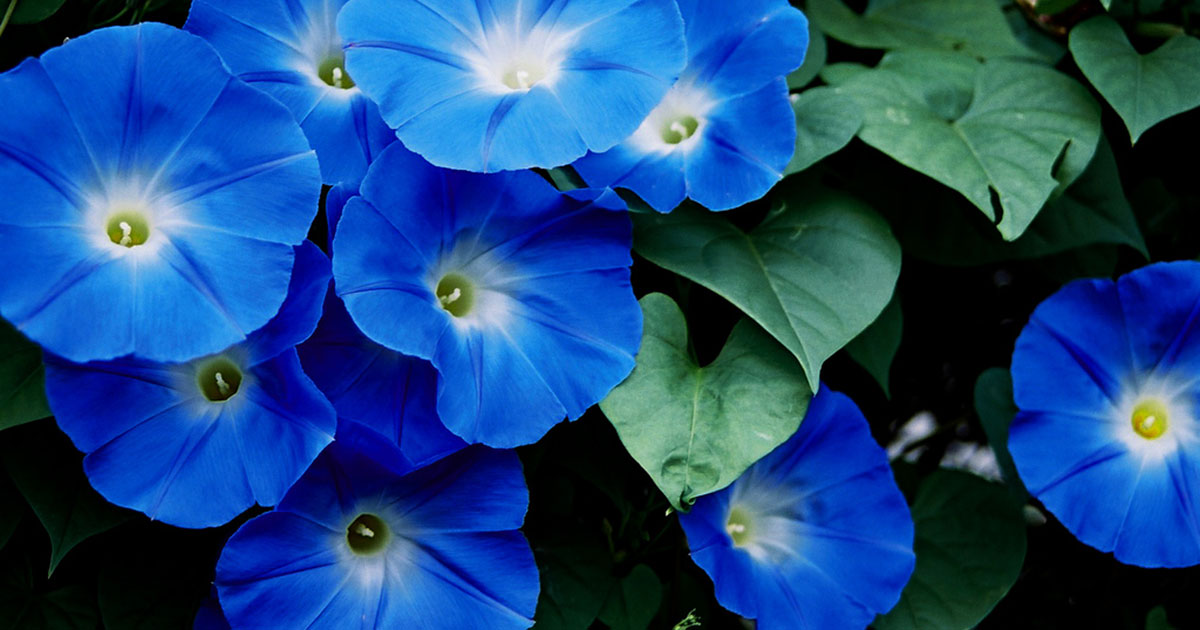 Morning Glory vines grow quickly and produces large amounts of flowers, but can become invasive if you don't pot them.