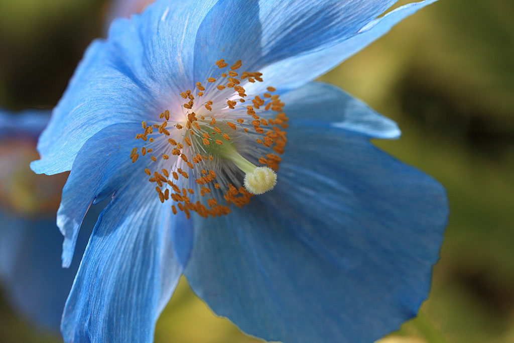 Poppy Himalayan Blue flowers