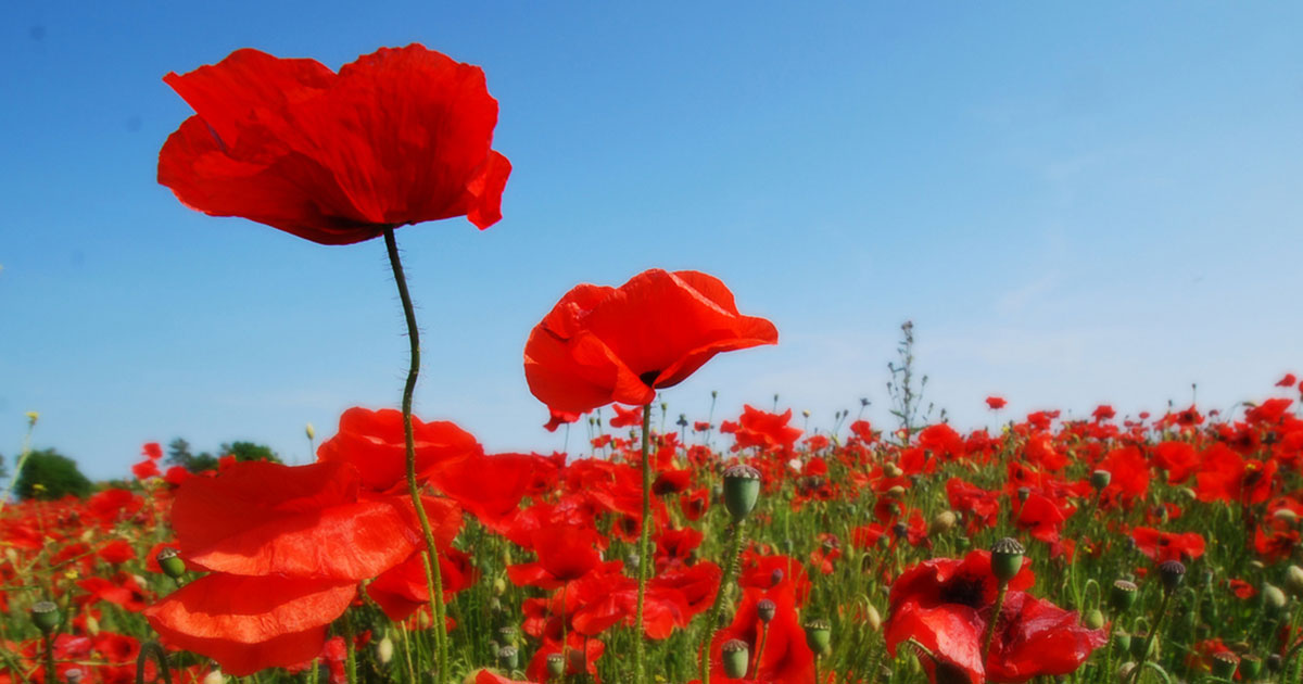 Poppies are easy to grow and can add beautiful, vibrant beds of color to your city garden.