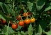 Sungold tomatoes are among the easy vegetables to grow