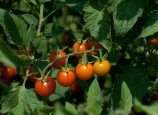 Sungold tomatoes are among the easy vegetables to grow