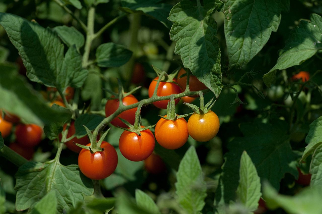 Sungold tomatoes are among the easy vegetables to grow