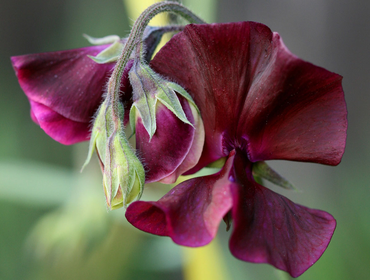 Sweet peas grow quickly and produce beautiful blooms, but you have to beware that the seed pods look like English peas but are poisonous.