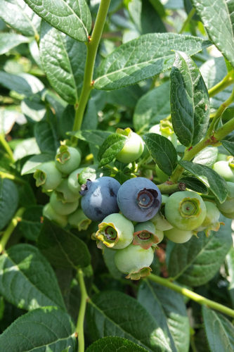 How to grow blueberries at home