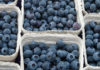 Blueberries in boxes