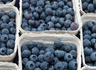 Blueberries in boxes