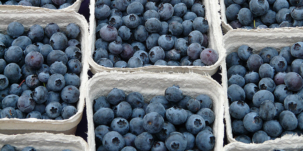 Blueberries in boxes