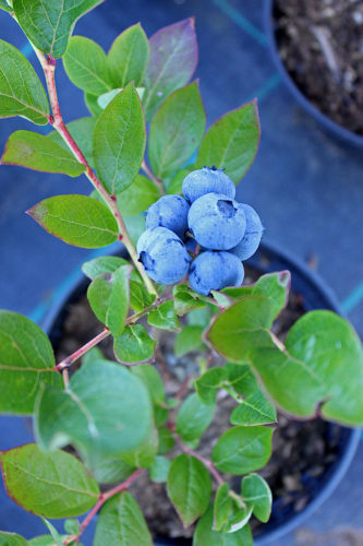 Grow blueberries at home with these easy tips