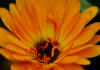 Calendulas are among the easiest annuals to grow.