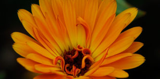 Calendulas are among the easiest annuals to grow.