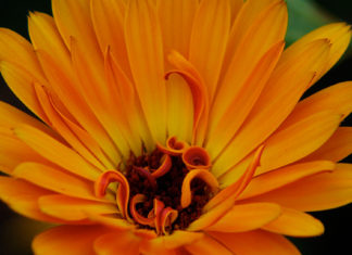 Calendulas are among the easiest annuals to grow.