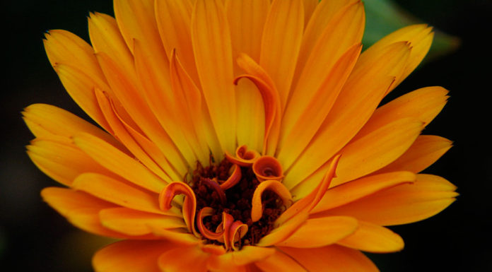 Calendulas are among the easiest annuals to grow.