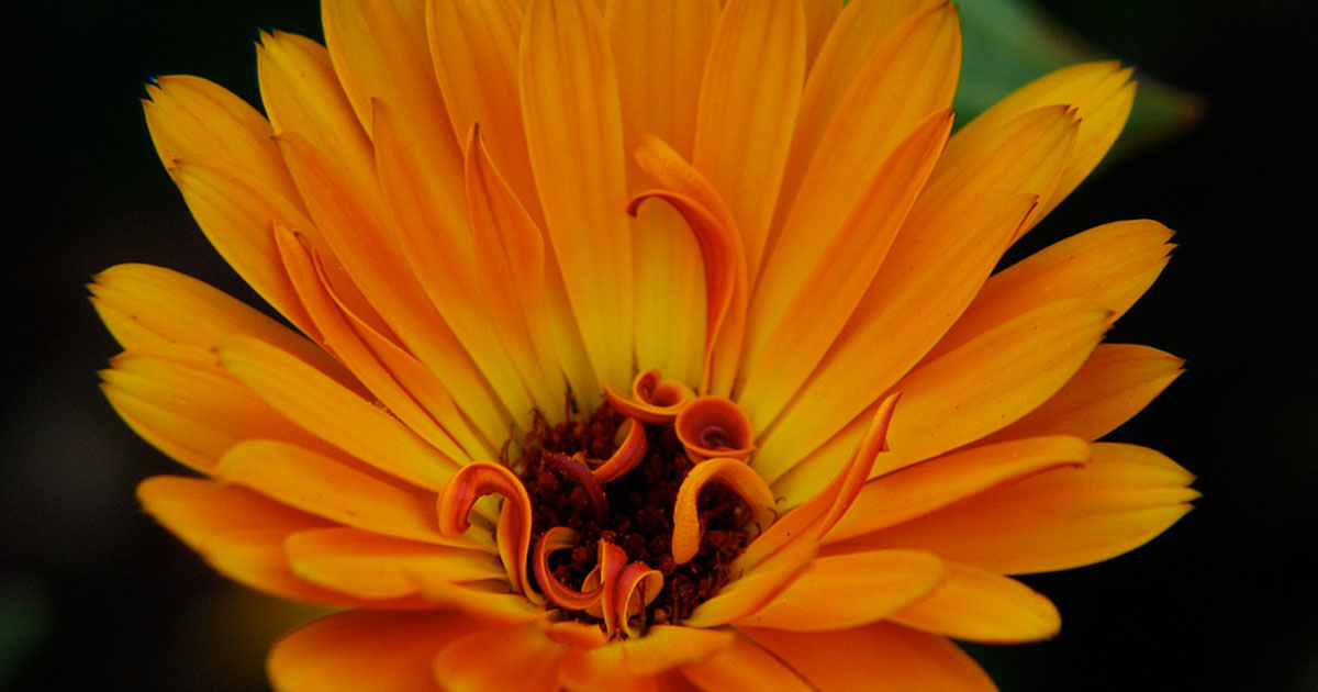 Calendulas are among the easiest annuals to grow.