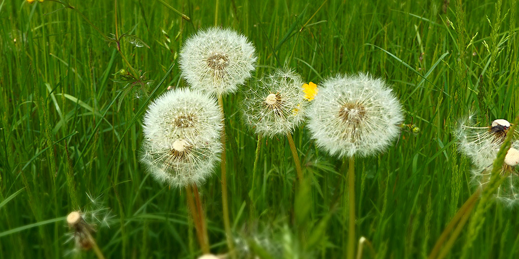 If you don't test soil in your yard, you may end up with a lot of weeds.