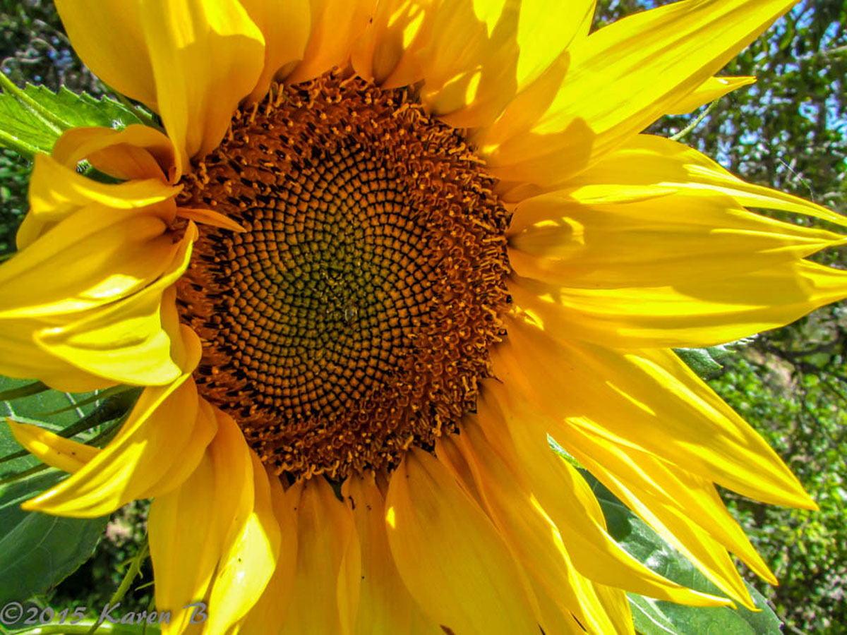 Sunflowers are easy to grow and some varieties produce edible seeds that people and birds love.