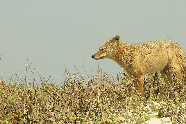 You may see coyotes while winter camping at Padre Island National Seashore