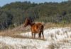 Winter camping is possible on Cumberland Island, GA