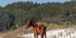 Winter camping is possible on Cumberland Island, GA