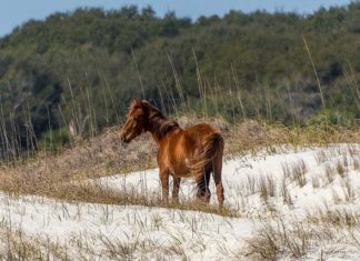 Winter camping is possible on Cumberland Island, GA